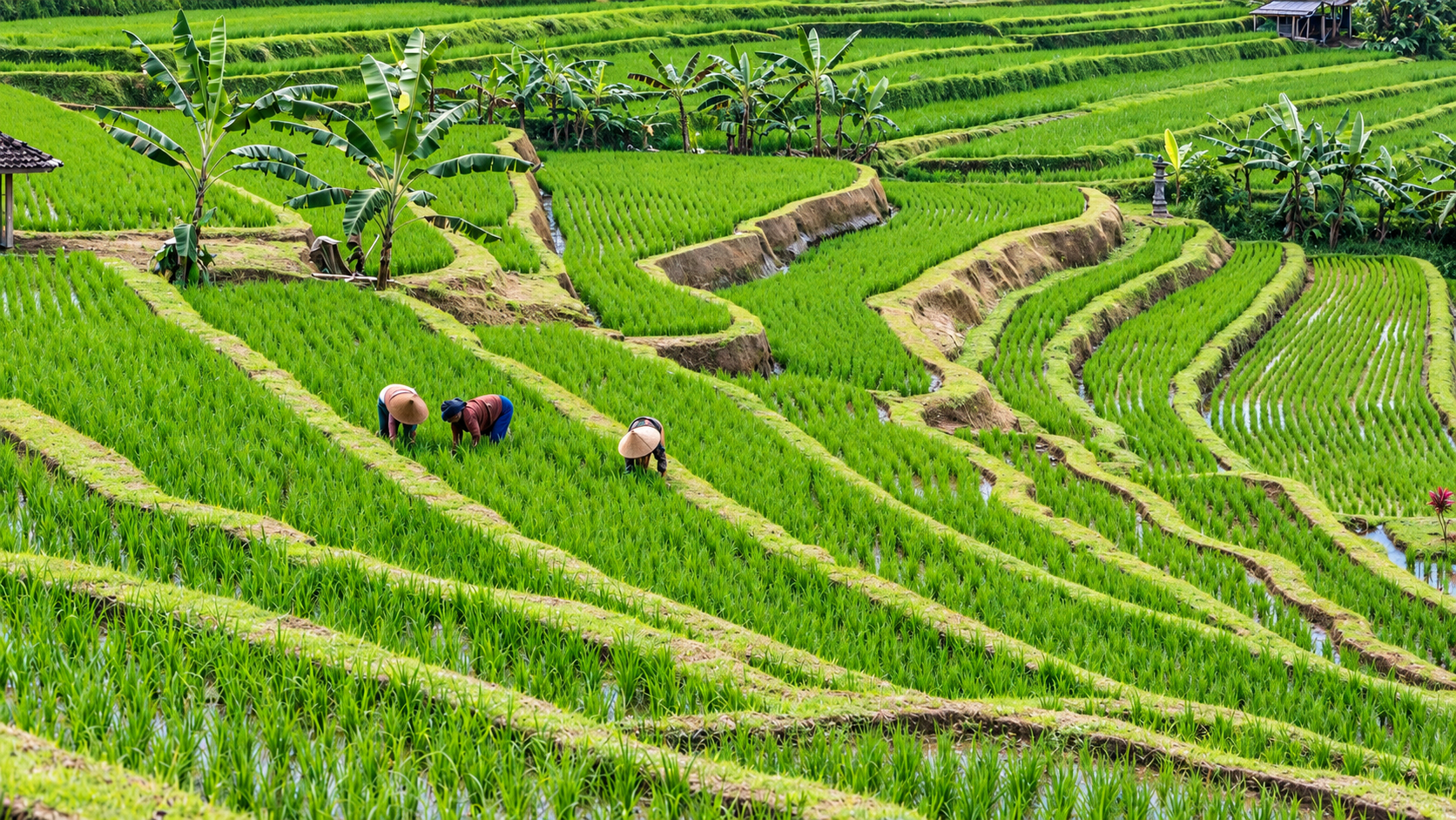 Lush green rice terraces in Bali with farmers working in the fields.
